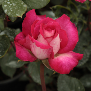 Pоза Роза Гожард - розов - Чайно хибридни рози 